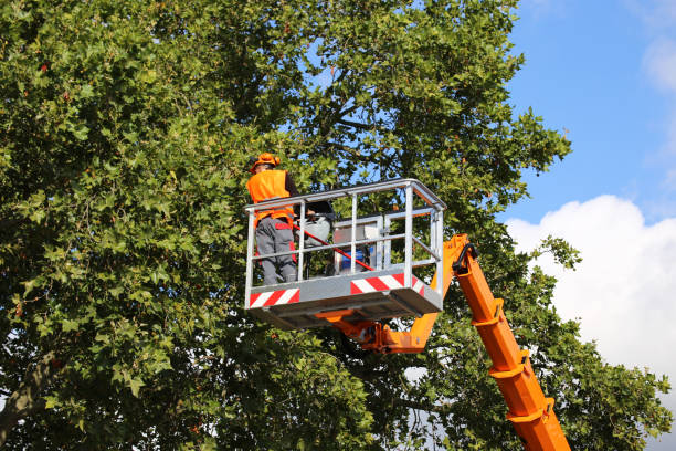 Trusted West Pensacola, FL Tree Care  Experts